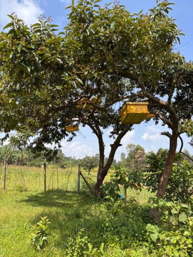 Beekeeping1