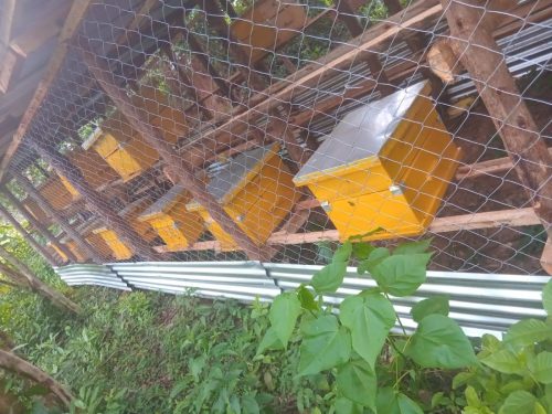 Beekeeping9