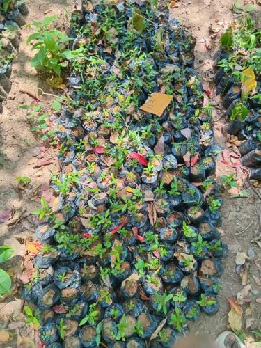 Seedlings2