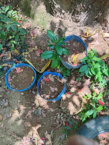 Seedlings3