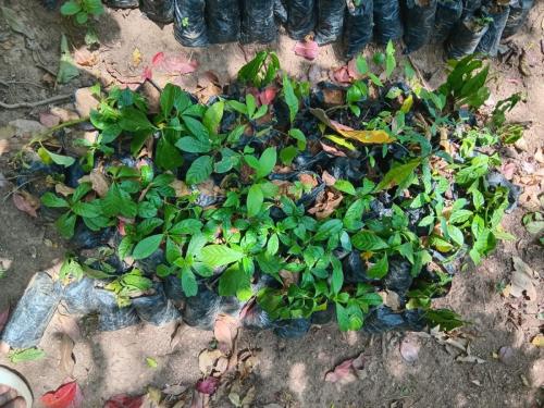 Seedlings4